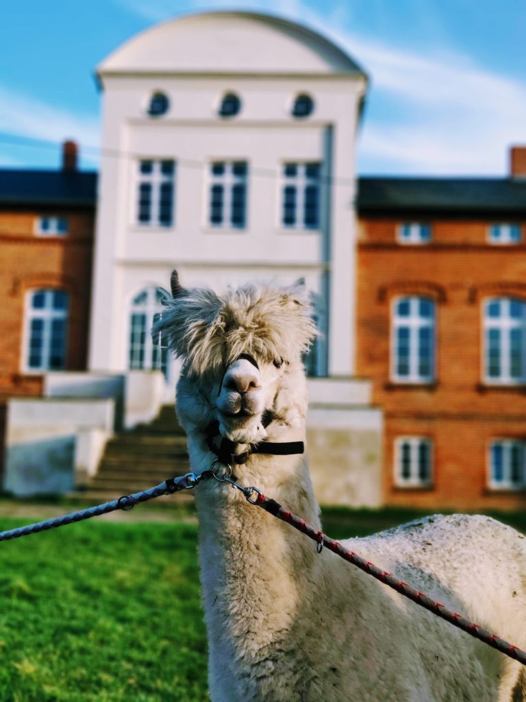 Aktivität Alpaka Wanderung Gut Pohnstorf